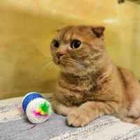 Отель для котов Котангенс Фото 2 на проекте Ulyanovsk.vetspravka.ru Отель для котов Котангенс Фото 2 на проекте Ulyanovsk.vetspravka.ru