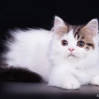 Питомник шотландских кошек Helenfold Фото 2 на проекте Ulyanovsk.vetspravka.ru Питомник шотландских кошек Helenfold Фото 2 на проекте Ulyanovsk.vetspravka.ru