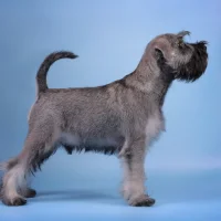 Груминг-салон Dog Style Фото 2 на проекте Ulyanovsk.vetspravka.ru Груминг-салон Dog Style Фото 2 на проекте Ulyanovsk.vetspravka.ru